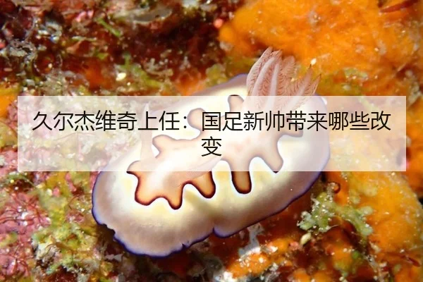 jiu-er-jie-wei-qi-shang-ren-guo-zu-xin-shuai-dai-lai-na-xie-gai-bian-2-623.jpg